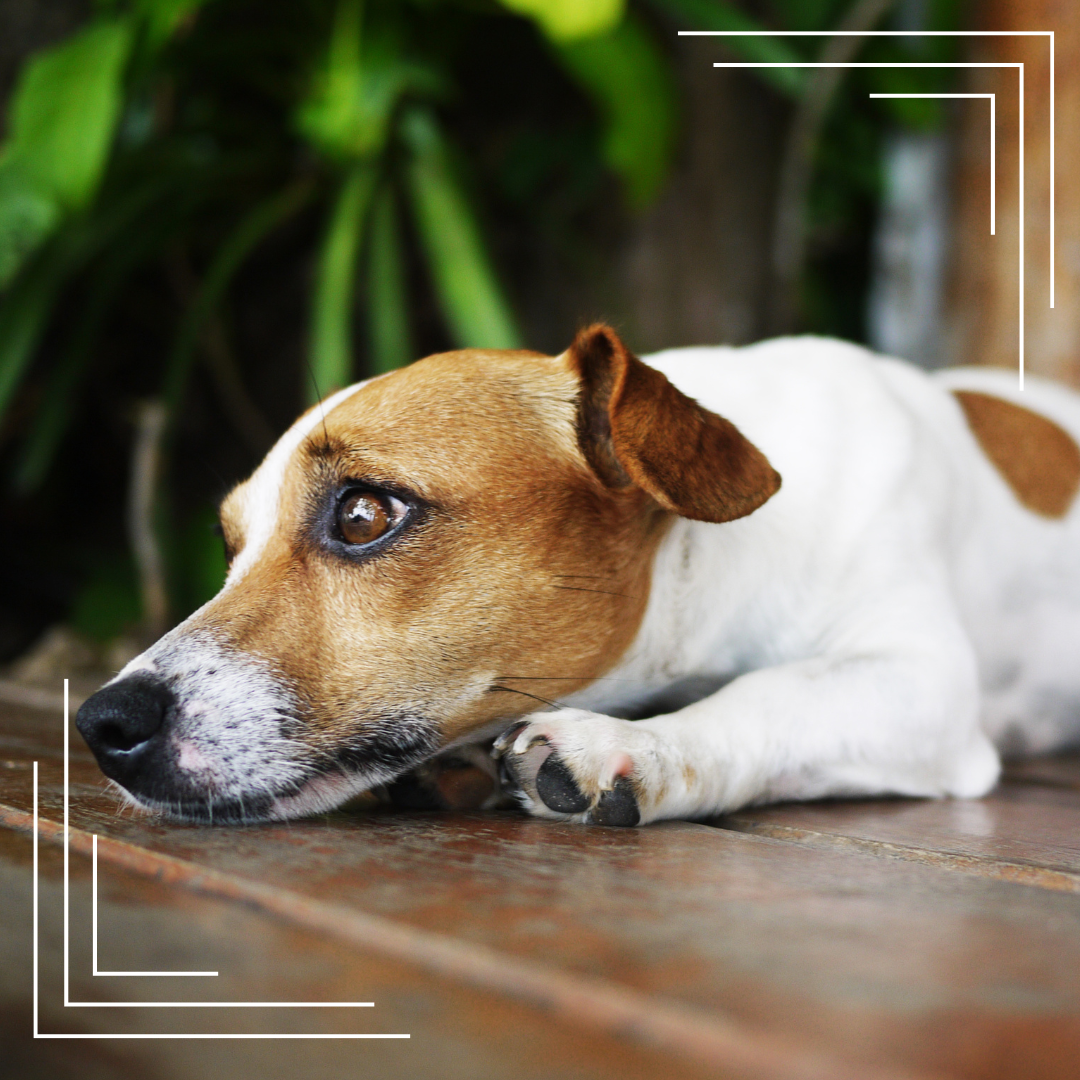 Jak rozpoznać, że Twój pies się nudzi – i co z tym zrobić