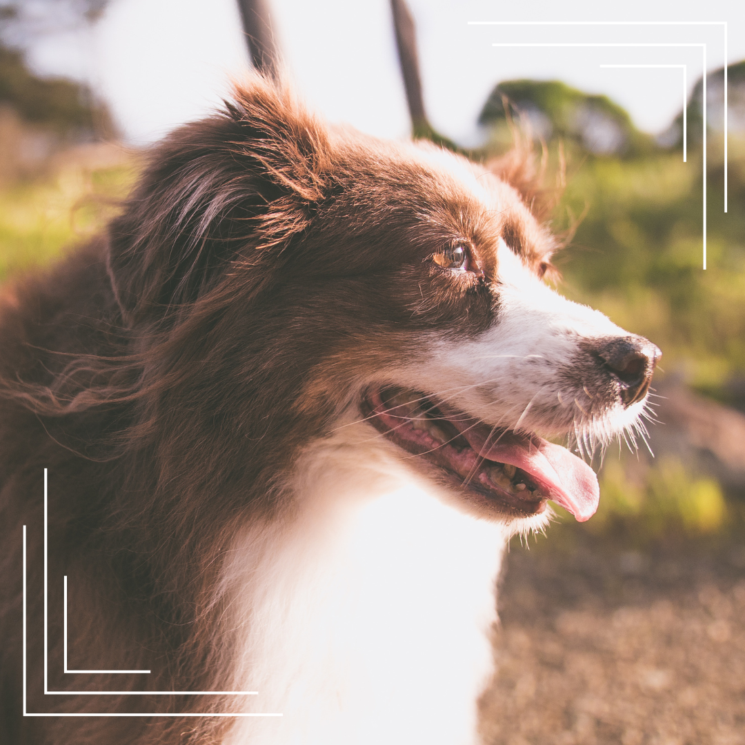 Jak dbać o psa seniora – praktyczny poradnik