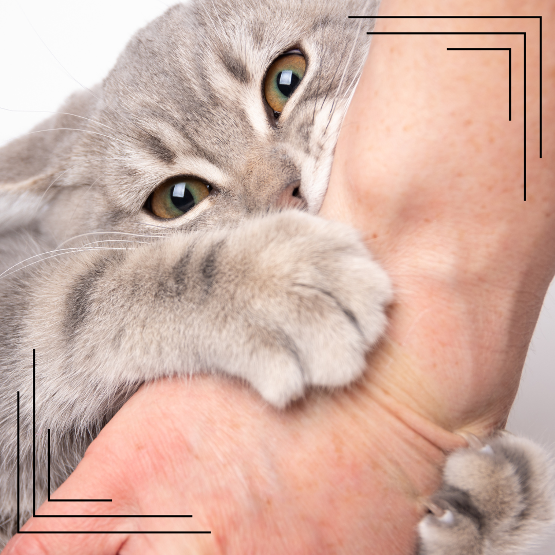 Jak przycinać kotu pazury – praktyczny poradnik dla początkujących