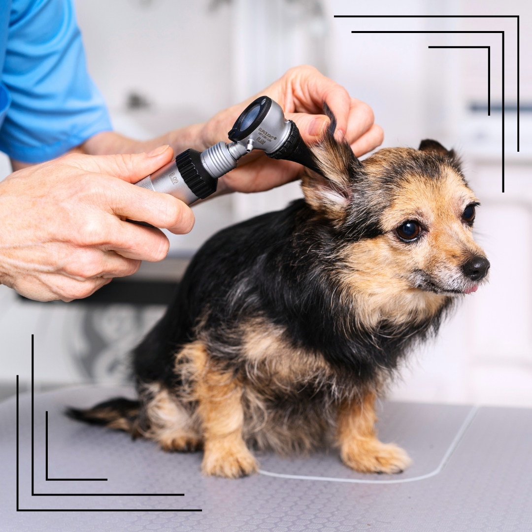 Jak dbać o uszy psa – proste i bezpieczne metody czyszczenia