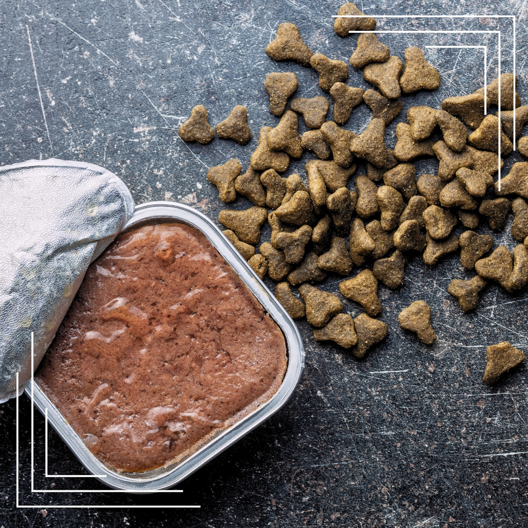 Jak przejść z karmy suchej na mokrą – bez problemów trawiennych