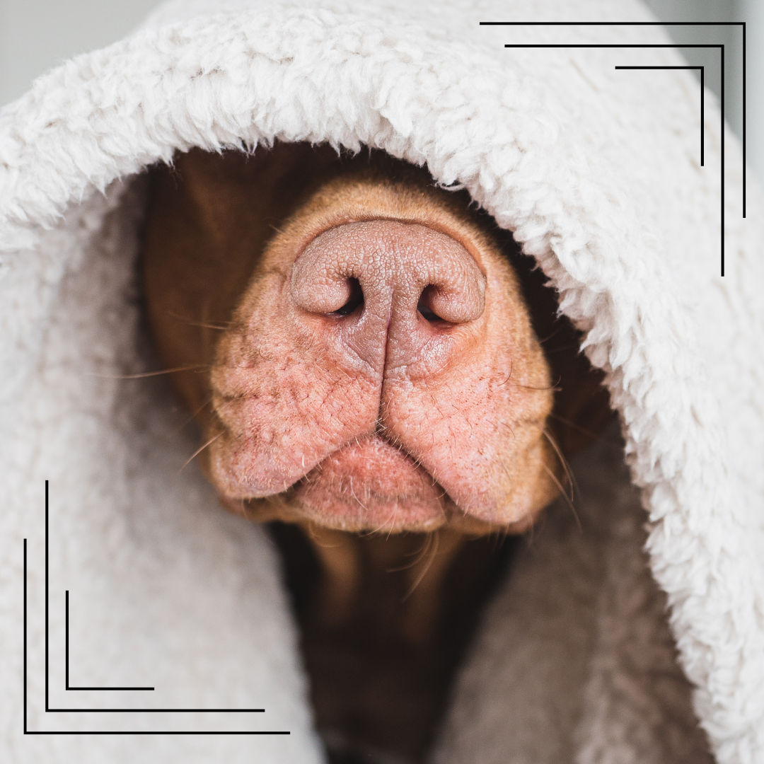 Dlaczego pies ma suchy nos – czy to powód do niepokoju?