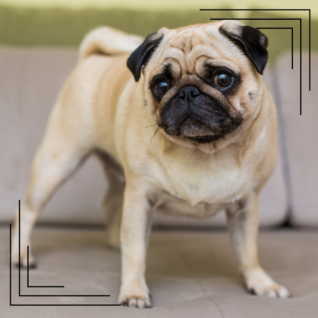 Jak dbać o psa z krótkim pyskiem (mopsy, buldogi)