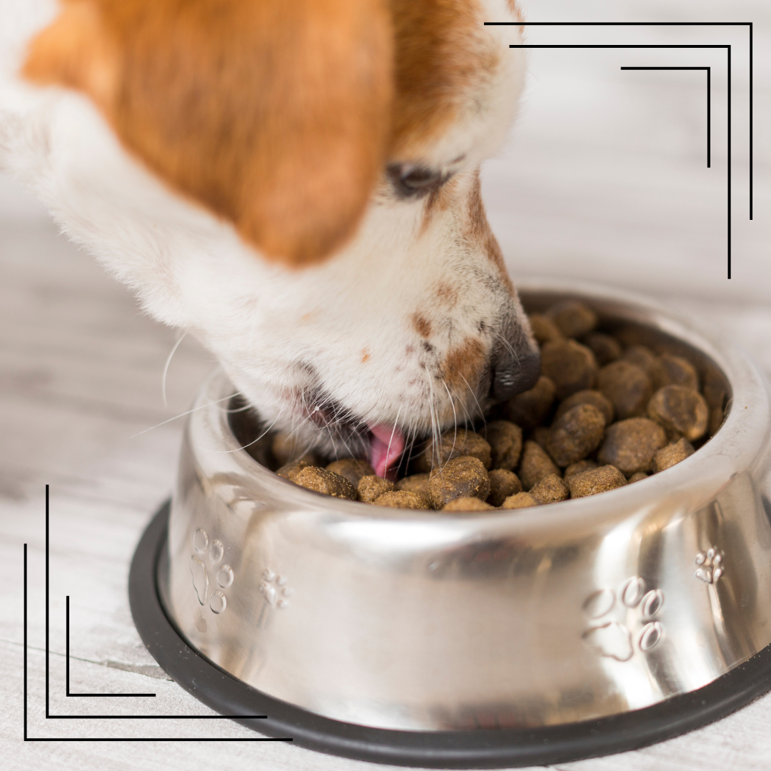 Jak rozpoznać, że karma nie służy Twojemu psu