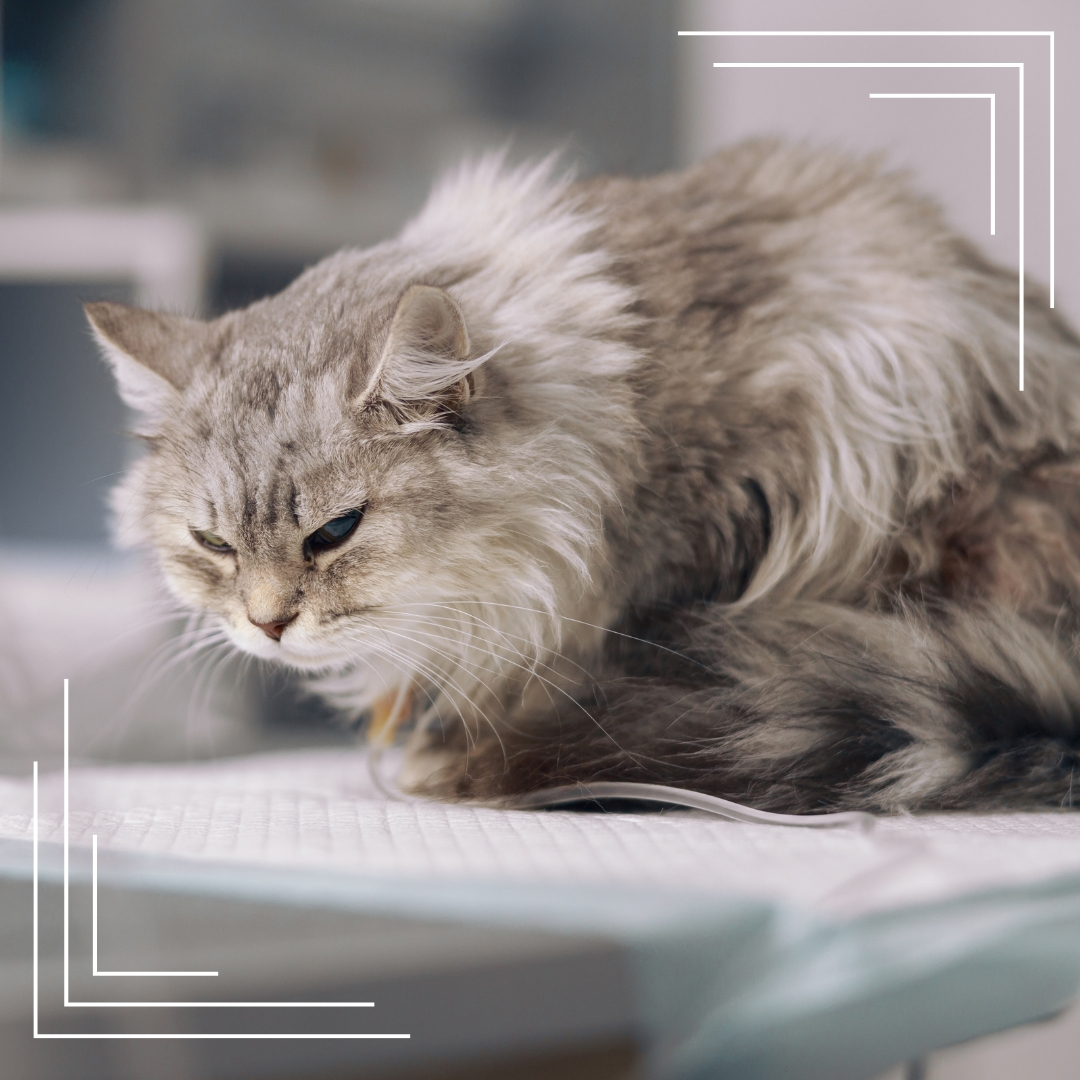 Jak rozpoznać choroby nerek u kota – pierwsze subtelne objawy