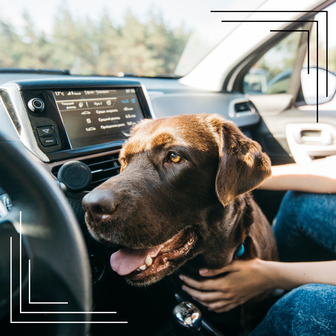 Pies nie chce wejść do samochodu – jak nauczyć go spokojnych podróży