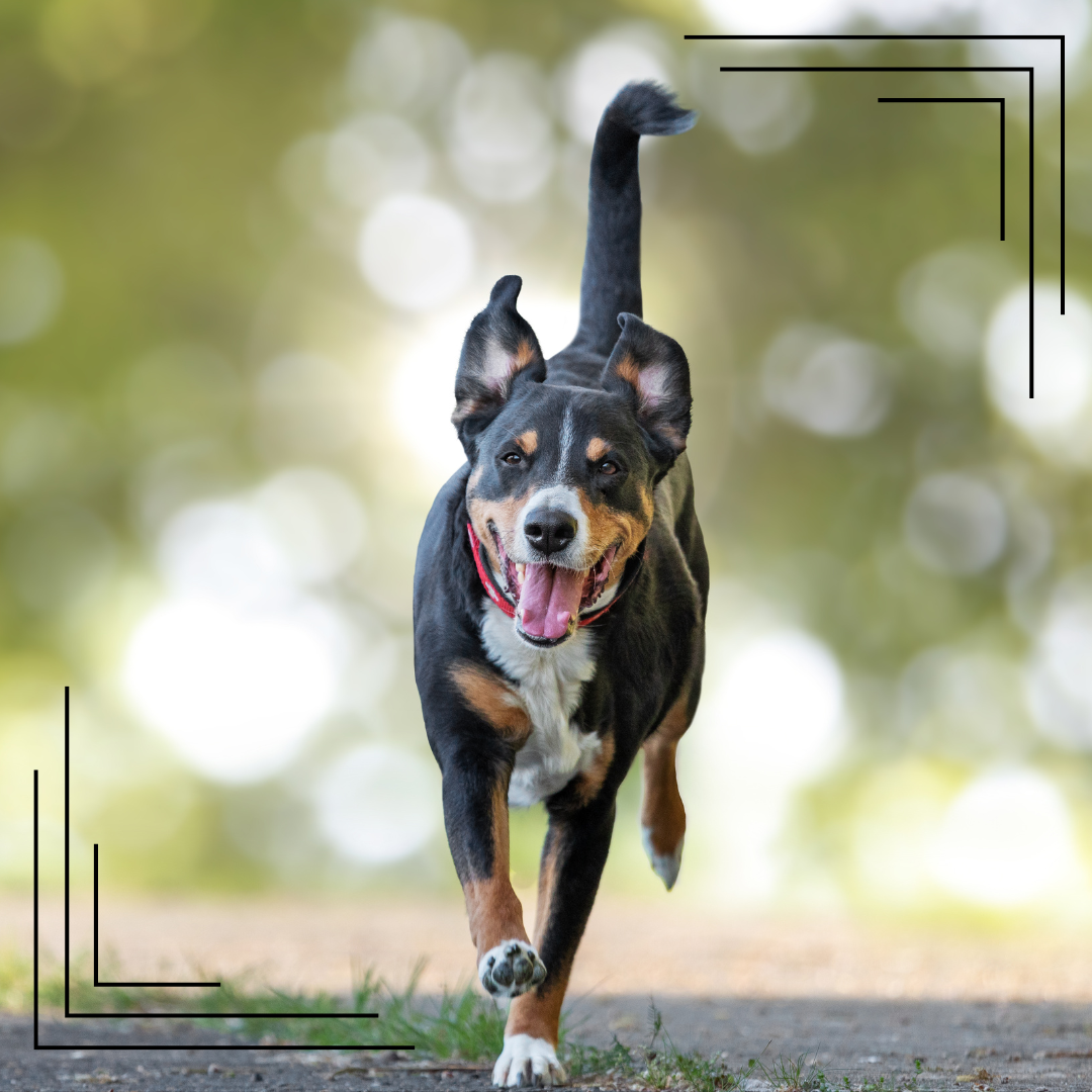 Dlaczego pies ucieka na spacerze i jak temu zapobiec