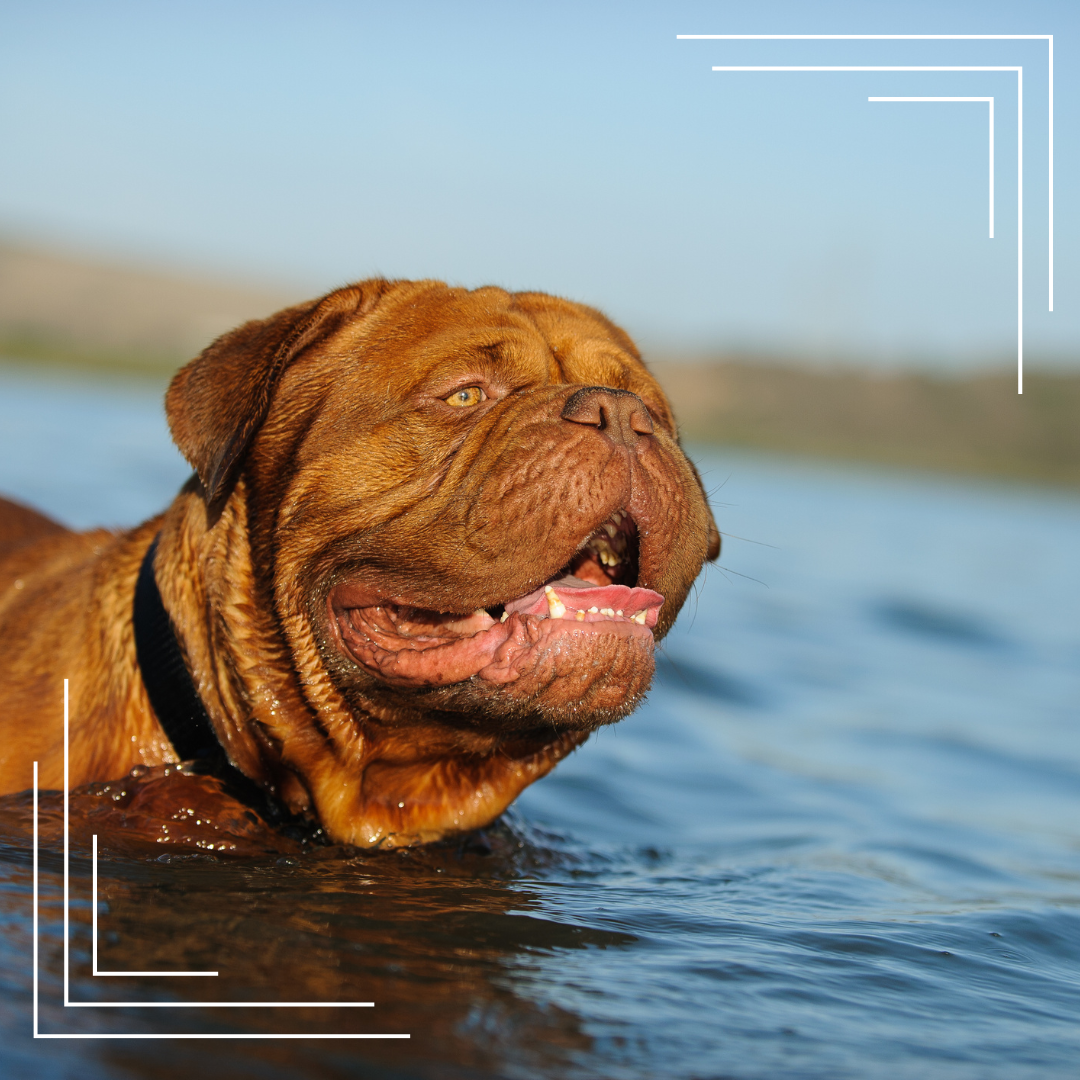 Dogue de Bordeaux – potężny wygląd, czułe wnętrze. Kim naprawdę jest ten wyjątkowy pies?