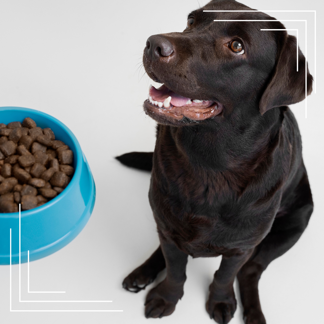 Naturalne żywienie psa – pełny przewodnik dla świadomych opiekunów