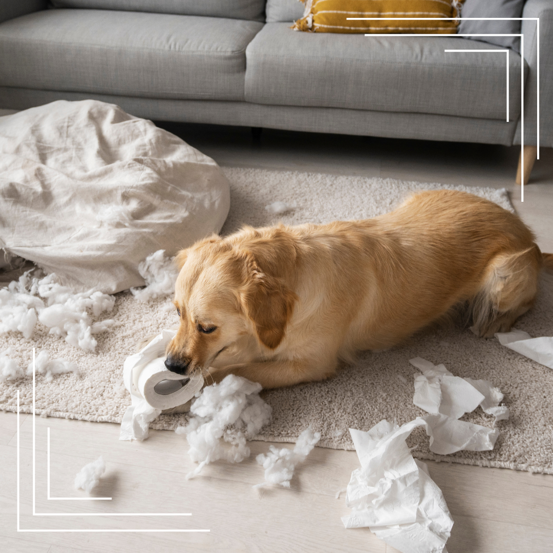 Psychika psa i oznaki stresu oraz skuteczna pomoc opiekuna