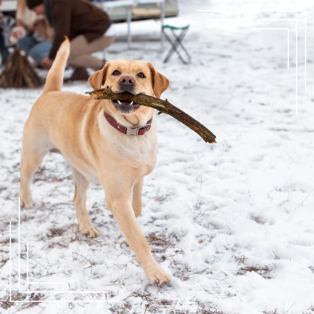 Zimowy komfort dla czworonogów – Dom i otoczenie gotowe na mroźne dni