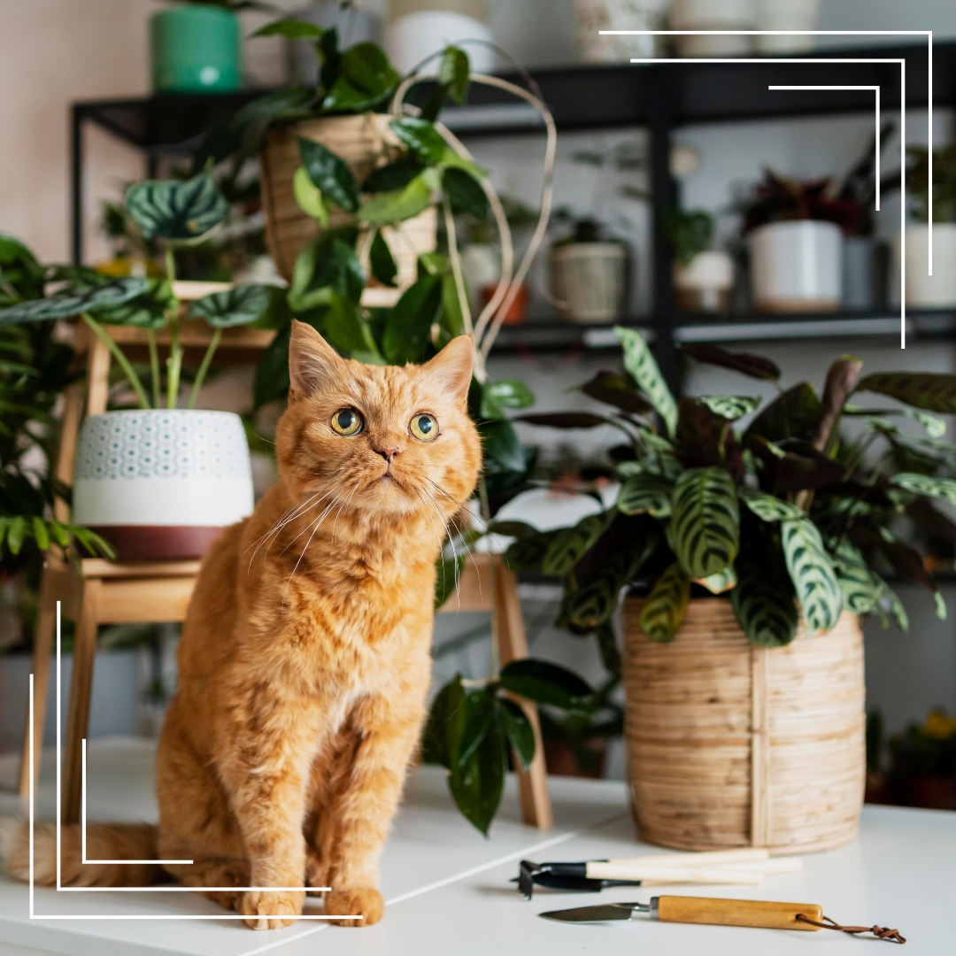 Jak przygotować się do przyjęcia kota do domu — krok po kroku