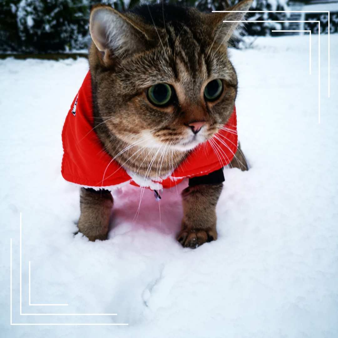 Jak zadbać o kota zimą – komfort, bezpieczeństwo i ciepło w mieszkaniu