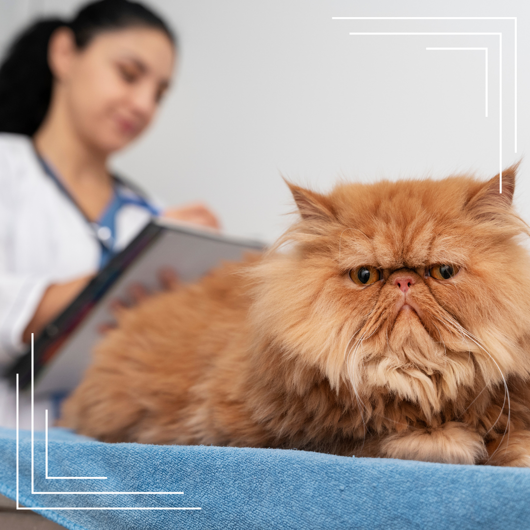 Najlepsza karma dla kota sterylizowanego – ranking i porady żywieniowe