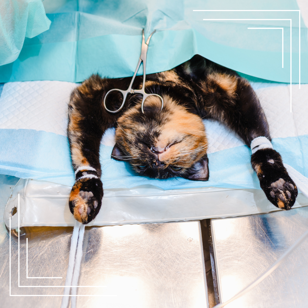 Kiedy i dlaczego warto wysterylizować pupila — plusy, minusy i przygotowanie