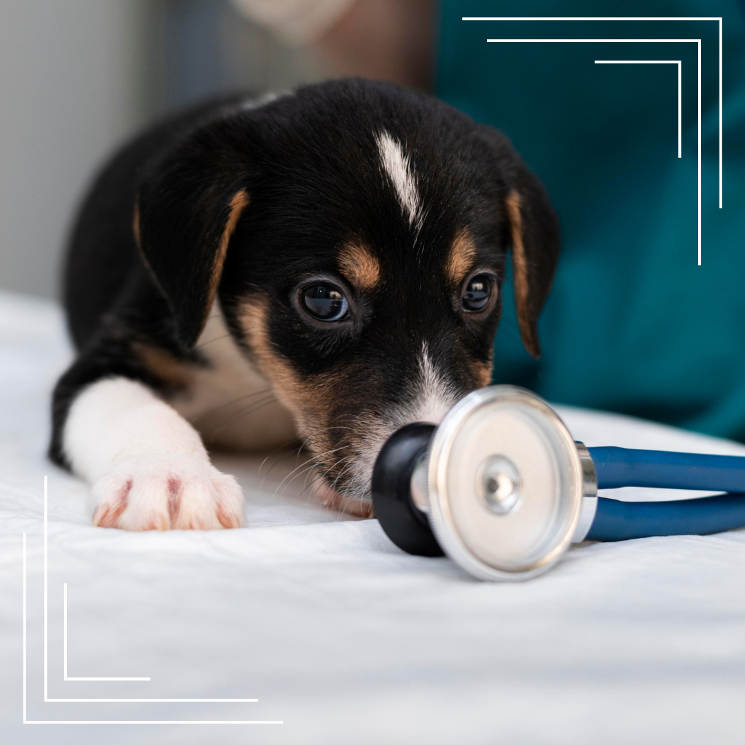 Indeks glikemiczny karmy dla psa – dlaczego ma znaczenie?