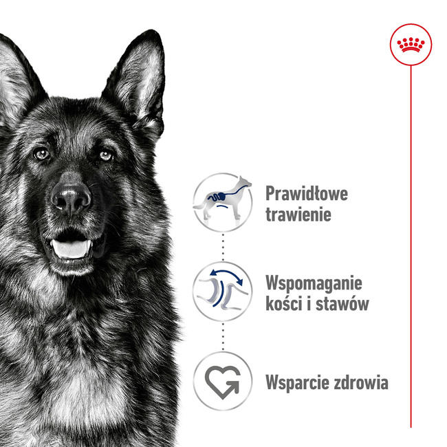 ROYAL CANIN Maxi Adult karma sucha dla psów dorosłych do 5 roku życia 15 kg