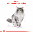 ROYAL CANIN Norvegian Forest Cat Adult karma sucha dla kotów dorosłych 2 kg