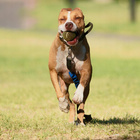 GAME DOG AniFlexi HA Suplement na stawy dla psa 150 tabletek