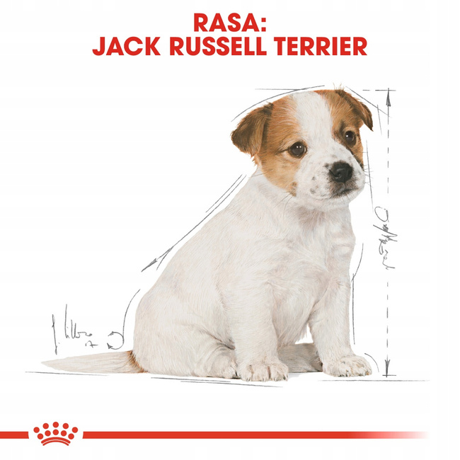 ROYAL CANIN Jack Russell Terrier Puppy karma sucha dla szczeniąt 3 kg