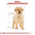 ROYAL CANIN Labrador Retriever Puppy karma sucha dla szczeniąt 12 kg