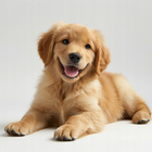 Pan Mięsko mokra karma dla szczeniąt Mix 12 x 400g 