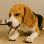 GACZOO 100% Naturalny przysmak dla psa Szprotki Bałtyckie 500g smakołyk