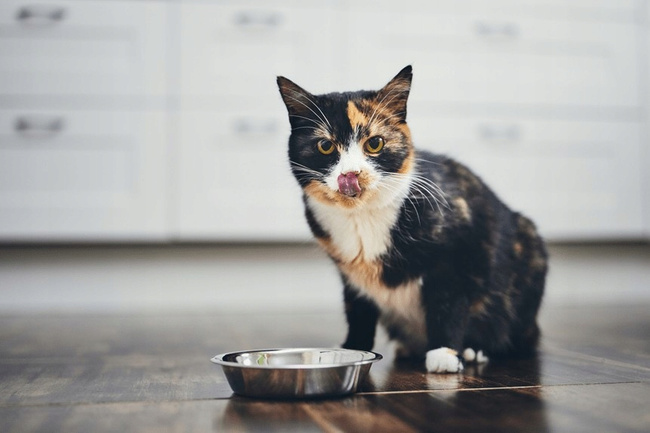 BRIT CHRISTMAS SOUP mokra karma zupa dla kota Ryba 75g pełnowartościowa