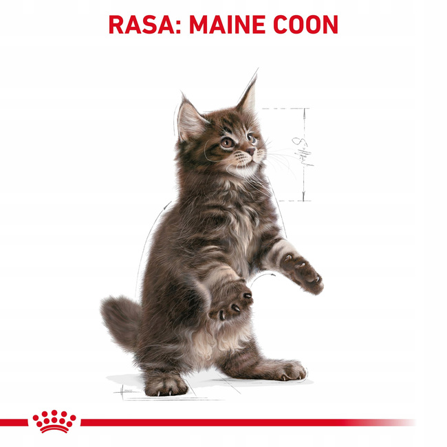 ROYAL CANIN Maine Coon Kitten karma sucha dla kociąt, do 15 miesiąca 0,4 kg