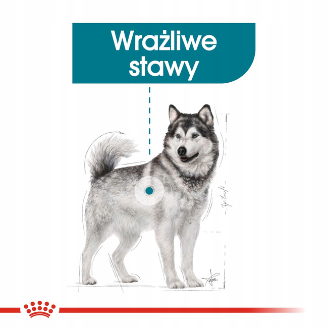 ROYAL CANIN CCN Maxi Joint Care karma sucha dla psów dorosłych 10 kg
