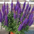 Brit Dental Stick 251g Teeth & Gums przysmak z rumiankiem dla psa