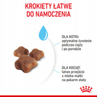 ROYAL CANIN Mother&Babycat karma sucha dla kotek w okresie ciąży 4 kg