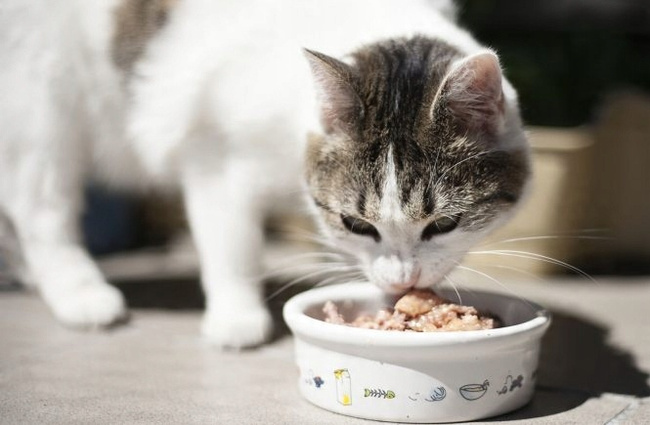 PET REPUBLIC Karma mokra w galaretce dla kota Kurczak Indyk 400g