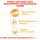 ROYAL CANIN Maine Coon karma mokra w sosie dla kotów dorosłych 12 x 85 g