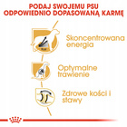 ROYAL CANIN Great Dane Adult karma sucha dla psów dorosłych 12 kg
