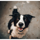 GAME DOG AniFlexi HA Suplement na stawy dla psa 80 tabletek