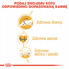 ROYAL CANIN Maine Coon Adult karma sucha dla kotów dorosłych 10 kg