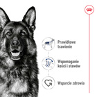 ROYAL CANIN Maxi Adult karma sucha dla psów dorosłych do 5 roku życia 15 kg