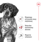 ROYAL CANIN Medium Adult 7+ karma sucha dla psów dojrzałych 15 kg
