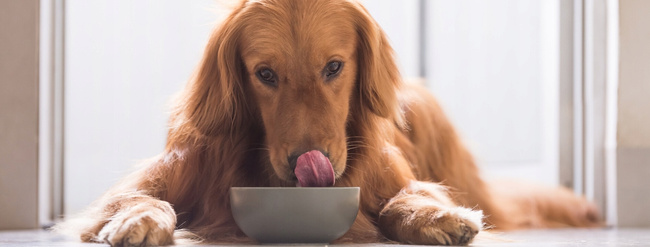 WIEJSKA ZAGRODA Karma sucha dla psa Indyk Gęś Chrupki M 9 kg