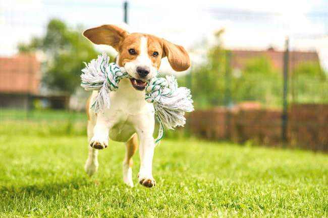 TRIXIE Zabawka dla psa Sznur bawełniany Szarpak 26 cm 1 szt