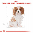 ROYAL CANIN Cavalier King Charles Spaniel Puppy karma sucha 1,5 kg