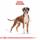 ROYAL CANIN Boxer Adult karma sucha dla psów dorosłych rasy bokser 12 kg
