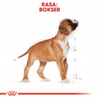 ROYAL CANIN Boxer Puppy karma sucha dla szczeniąt do 15 miesiąca 12 kg