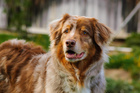 PERRO Gourmet Karma mokra dla psa Królik z marchewką 400g