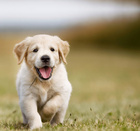 Brit Care Mini Puppy 85g Lamb mokra karma dla szczeniąt