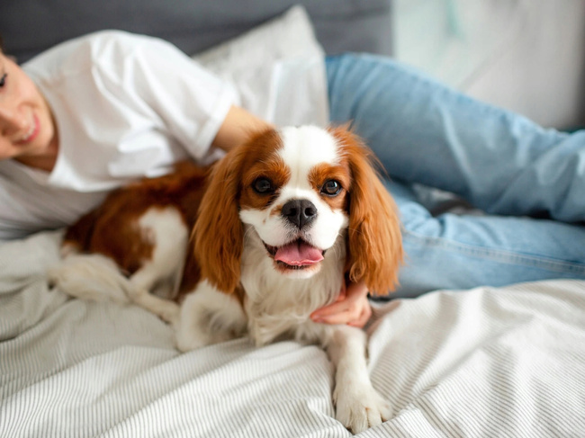 GRANDORF DOG MINI ADULT karma sucha dla psa Indyk 1 kg