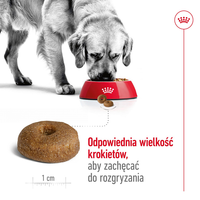 ROYAL CANIN Maxi Ageing 8+ karma sucha dla psów starszych, ras dużych 15 kg