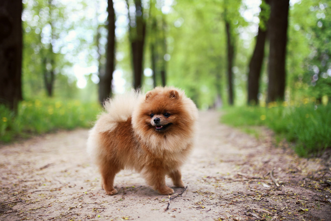 DOLINA NOTECI Premium Pure karma mokra dla psa kurczak z ryżem 12 x 400g