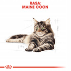 ROYAL CANIN Maine Coon Adult karma sucha dla kotów dorosłych 2 kg